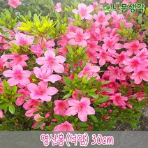 착한가격 나무생각 / 철쭉모음 / 30cm/40cm / 5주묶음, 주, 영산홍(석암) 30cm 5주묶음