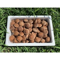 표고랑 생표고버섯(1kg) (월~목 당일배송), 생표고 상 1kg