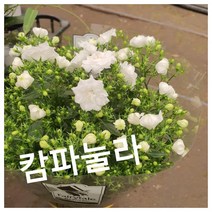 캄파눌라 특 랜덤 공기정화식물/미세먼지/공기정화효과 공기정화식물