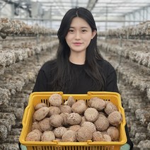 장성 프리미엄 표고버섯 생표고 버섯선물세트, 표고버섯 프리미엄선물용2kg