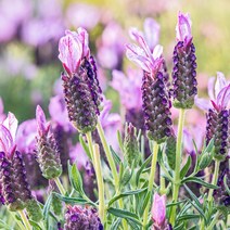 [달팽이 보금자리] 꽃씨앗 야생화 꽃씨 종자 허브 라벤더 키우기 100립 334EA, 달팽이 보금자리 본상품선택