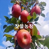 잣뜰농장 밀양 얼음골사과 GAP인증 산지직송 5kg 10kg, 26과(대과)