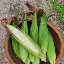 강원도 찰옥수수 생옥수수 삶은 냉동옥수수, 생찰옥수수 30개, 미백생찰옥수수17cm