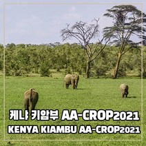 (커피생두) 102 케냐 키암부 AA-CROP2021 1kg