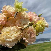(하나플란츠) 생화 리시안셔스 1단 농장 수확 직송 꽃 선물 택배 온라인 꽃시장 꽃도매 (도착예정일은 따로 문의), 리시안샴페인