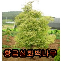 황금실화백나무 삽목2년묘(어린묘목) 10그루 나무 묘목 꽃나무 유실수 과일나무 조경수 울타리나무