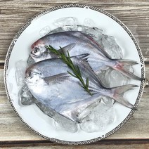 목포 당일바리 생물 병어 1kg (횟감선도) 내장제거 손질완료 병어회, 조림 구이 손질, 병어 [중] 1kg (7~12미)