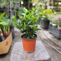 [공룡꽃식물원] 치자나무 소품 멋진향기꽃 37, 1개