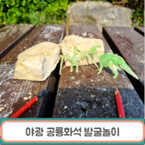 야광 공룡 화석 발굴 키트 야외 캠핑놀이