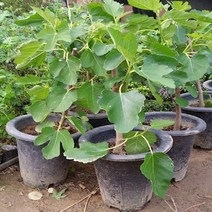 나sksp_무화과나무 결실주 묘목화분 유실수 과실수 과일♥ghjr, ♥♥ghjr!!