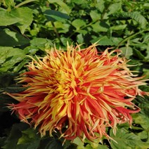 다알리아 쇼엔텔-1뿌리(대형)