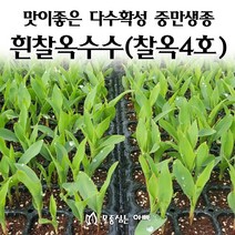 [모종심는아빠] 맛이좋은 다수확성 중만생종 흰찰옥수수 모종, 모종72포트(트레이한판)