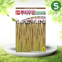 솔림텃밭몰 우엉씨앗 5g 뿌리우엉산전조생 우엉씨 민속채소