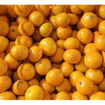 [산지직송] 제주 노지감귤 극조생, 로얄과, 1박스, 1.5kg
