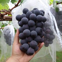 거봉 천안 입장명물 거봉 1박스, 하늘바라기 거봉 특상품 2kg, 1개