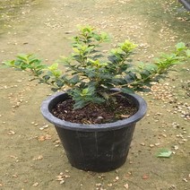 행복한꽃순이 미니은목서 호랑가시2