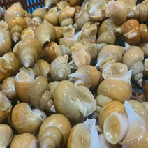 슬기로운 동해안 활백고동(중소)1kg(25~35미내외), 단품