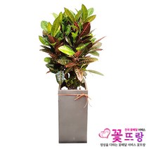 꽃뜨랑 개업화분 전국당일꽃배달 스투키 행운목 금전수 황금죽, 1개, a30 크로톤