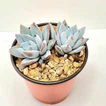 인플랜츠팜 서리의 아침 다육 반려식물 농장직영 배송