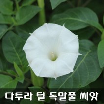 [해피플라워] 다투라 독말풀 씨앗 100립 / 봄 파종 꽃씨