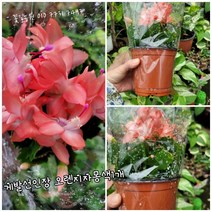 게발선인장 오렌지 002 신상품 랜덤 공기정화식물/미세먼지/공기정화효과 공기정화식물