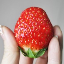 담양 생 딸기 설향딸기 선물 특대과 대과 맛좋은 딸기1kg 500g, 딸기대과500g