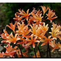 4구 세트 백양 상사화 구근 여름에 주황 꽃 피는 수선화과 상사화 구근 판매 상사화 주황 오렌지, 4개 세트 백양 상사화 구근