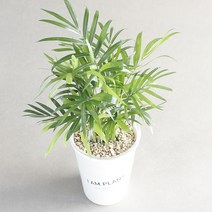 아이엠플랜트 업사이클링화분 실내공기정화식물 모음, 1.테이블야자