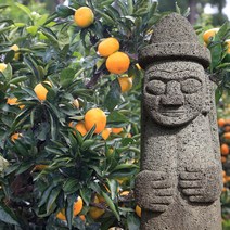 먹사부 [산지직송] 프리미엄 제주도 노지감귤 하우스 귤 고당도 조생귤 밀감 2kg 3kg 5kg 꼬마과 소과 로얄과 중과 대과, E.중대과 5kg(4.5kg)