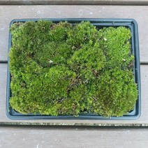 비단이끼(19x15cm)가는흰털이끼/테라리움 비바리움 팔루다리움 DIY재료