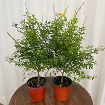 애니시다 1+1 온정원 공기정화식물