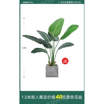 몬테스라 식물 그린잎 조화 몬스테라 인테리어, 시멘트화분를보내는1.2미터여행자바나나