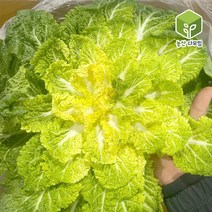 국내산 봄동배추 10kg, 단품