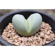 묵은 금영 리톱스 키우기쉬운 다육식물 홈가드닝, 1개