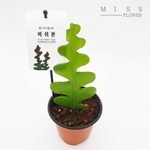 꽃집아가씨 피쉬본/생선뼈선인장/지그재그선인장, 피쉬본