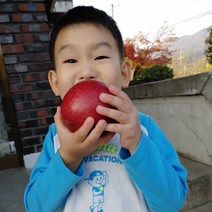 금가네꿀사과 고당도 경북영주사과 부사 미얀마 미시마 소백산 안동 대구 부석사과 10kg, 부사 정품10KG(34~36과) 중대과