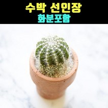 곰빵몰 수박선인장 화분포함 화초 미니선인장