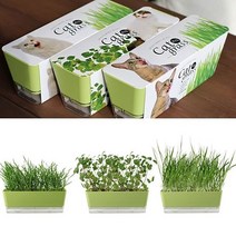 방에서키우는 캣닢재배 캣그라스 DIY키트 세트 26967ea, 밀, 본상품선택