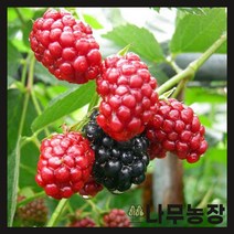 (나무농장) 슈퍼블랙베리(가시없는복분자) 삽목2년