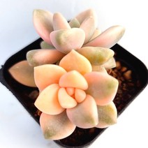 살구미인금 다육이 목대 키우기 쉬운 다유기 다육랜덤2-40, 단품