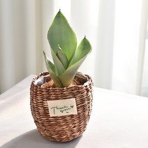 실내공기정화식물 율마 아레카야자 스킨답서스 산세베리아 테이블야자 유칼립투스 이레카야자 페페 스투키 몬스테라, (식물만), 29.문샤인