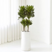 에이리프스토어 드라세나 콤팩타 대형화분 식물, 민자 화분받침(기본), 경조사 리본 추가+5000