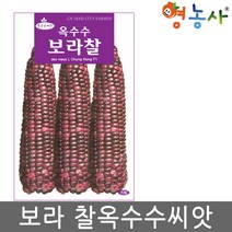 보라찰옥수수 씨앗 70립 자색 옥수수
