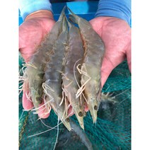국내산 고흥 활 활 활새우 흰다리왕새우1kg 2kg 3kg