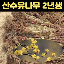 핫딜몬 산수유나무 묘목 2년생 조경수 유실수 개화주, 1개