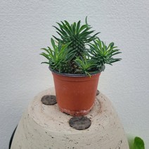 98무배특가 실내공기정화식물 자구가있는 괴마옥 개마옥 자구 15-25cm 99