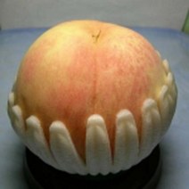 복숭아/경봉(백도)R4CM/묘목/d0066