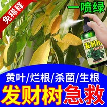화초 식물영양제 운세 양액 특수 썩음 방지 뿌리 약 돈 나무 만능 수경 무희석 비료, [3] 뿌리뿌리와 튼튼한 묘목 5병 3개 구매시 2병