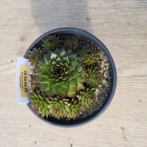 장미피핀바위솔 기본포트 노지월동