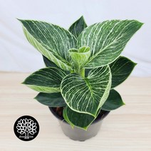 필로덴드론버킨 [플라워앤곰] 중품/ 포트15cm/ 높이28cm/ 무늬콩고 버킨콩고, 1개